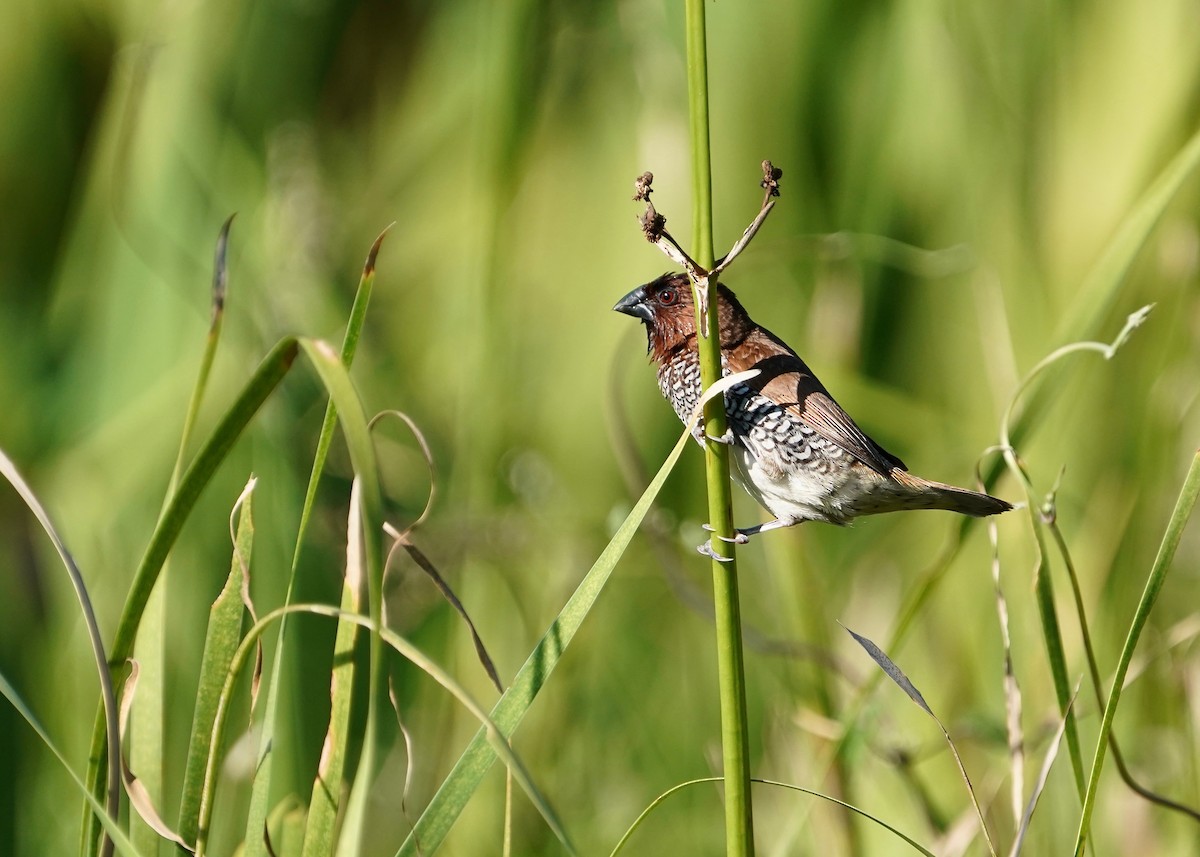 Scaly-breasted Munia - ML641518611