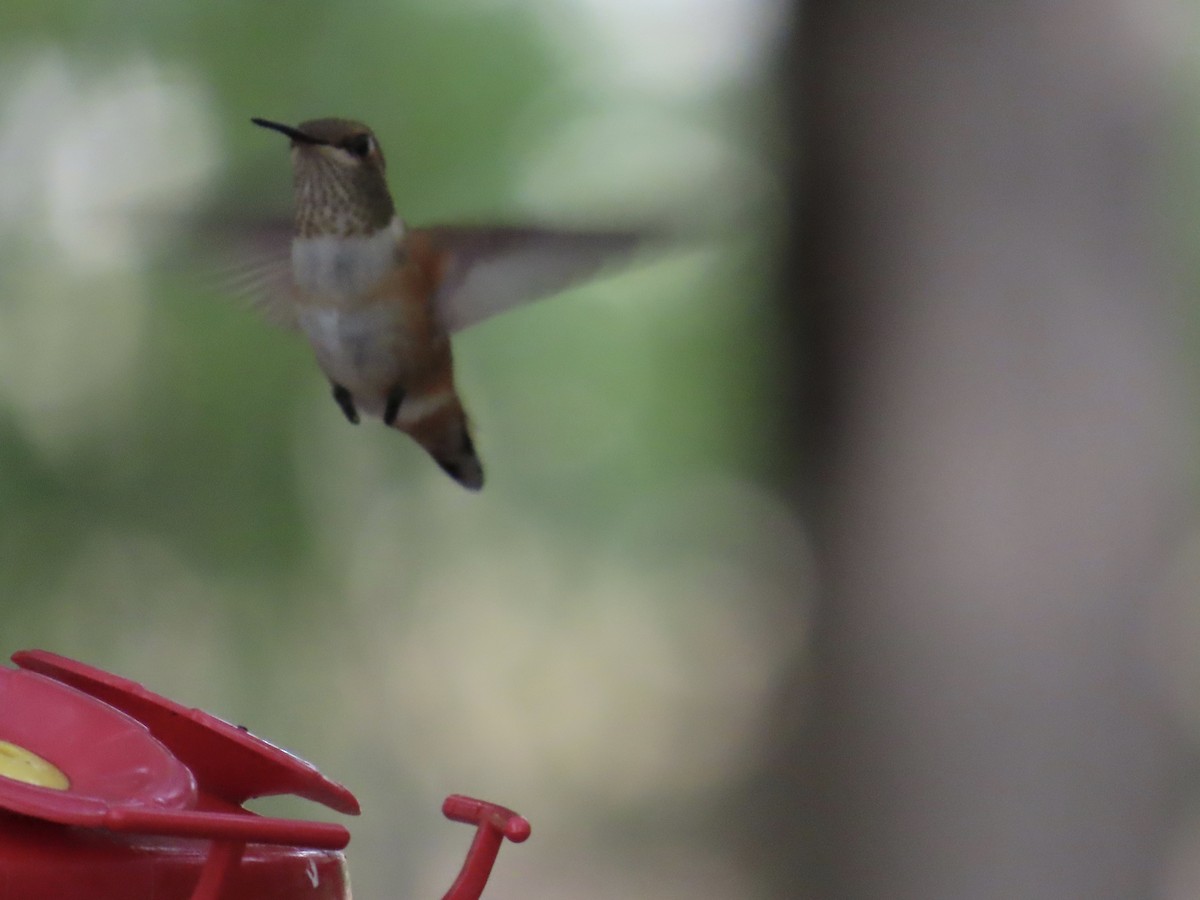 Colibrí Rufo - ML641518622