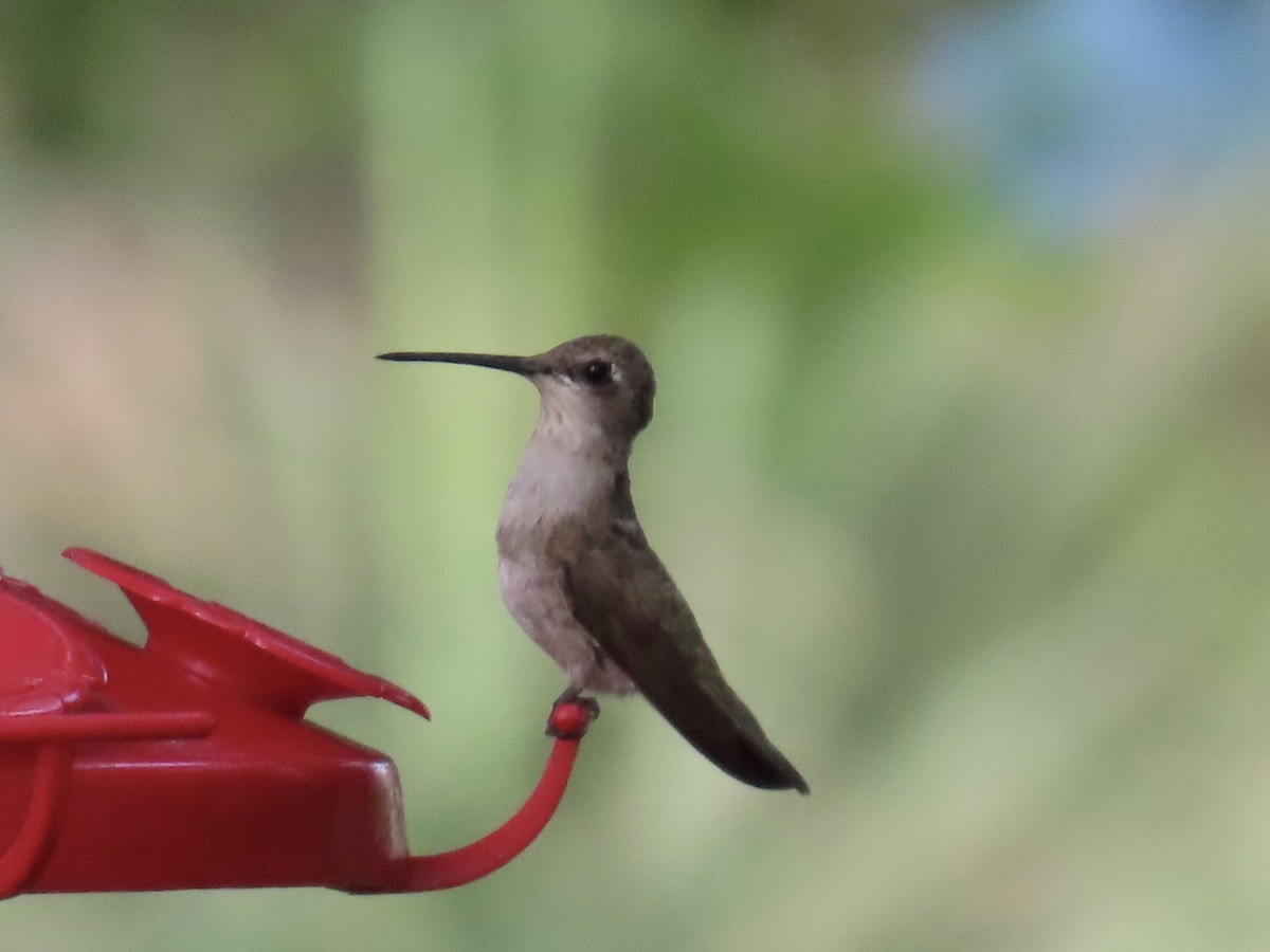 Colibrí Gorjinegro - ML641518663