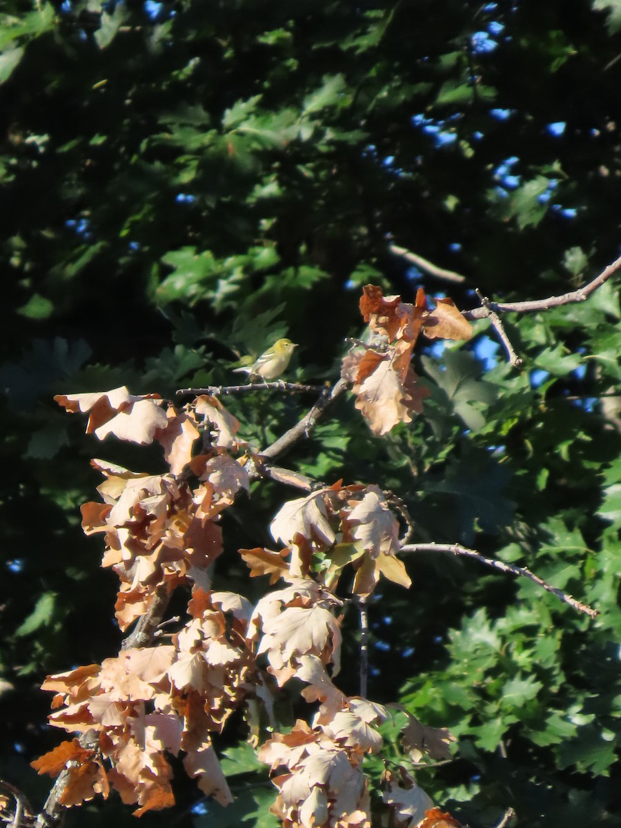 Bay-breasted Warbler - ML641518673