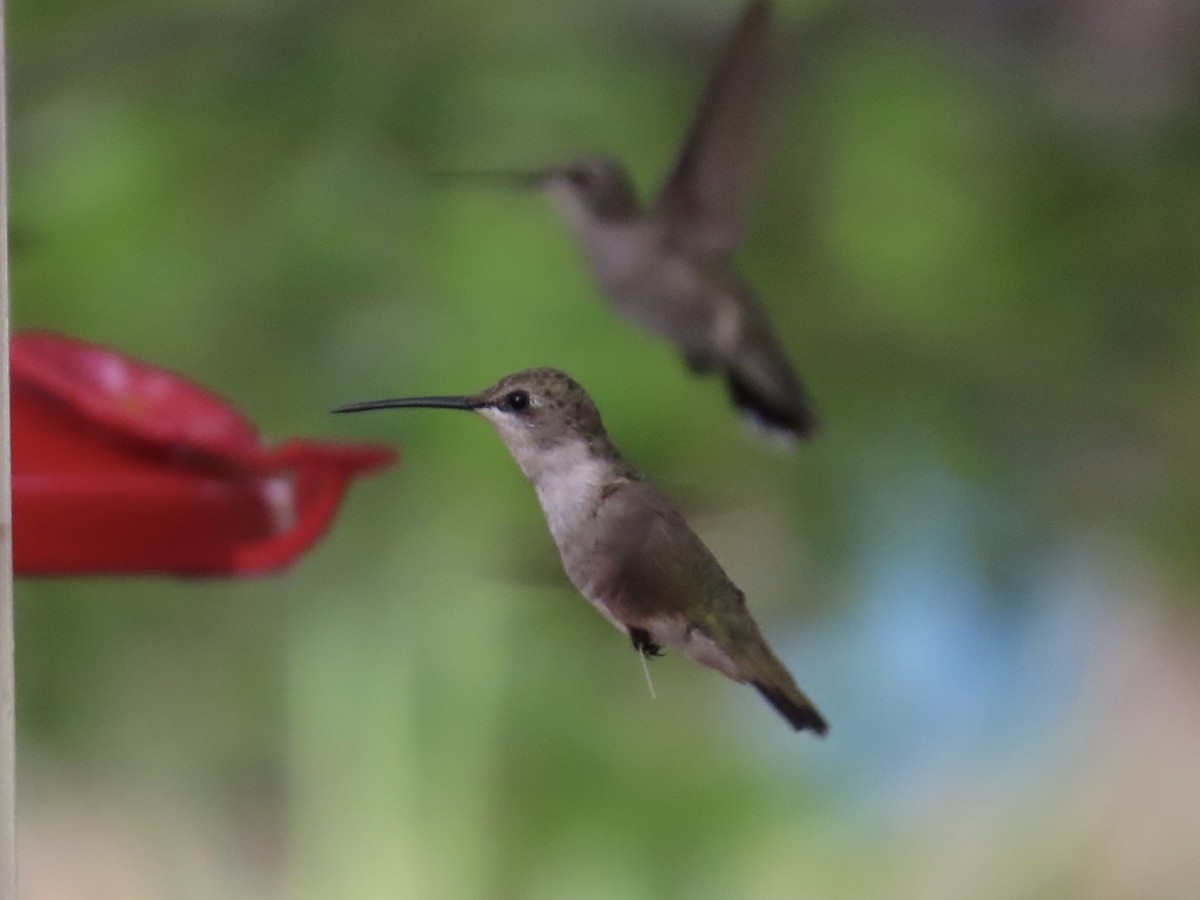 Colibrí Gorjinegro - ML641518695