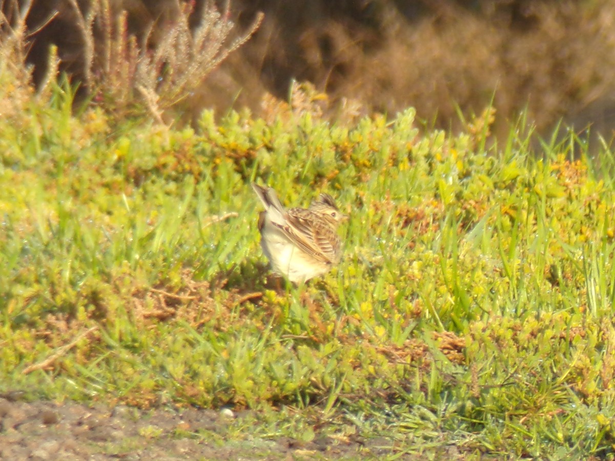 Eurasian Skylark - ML641518702