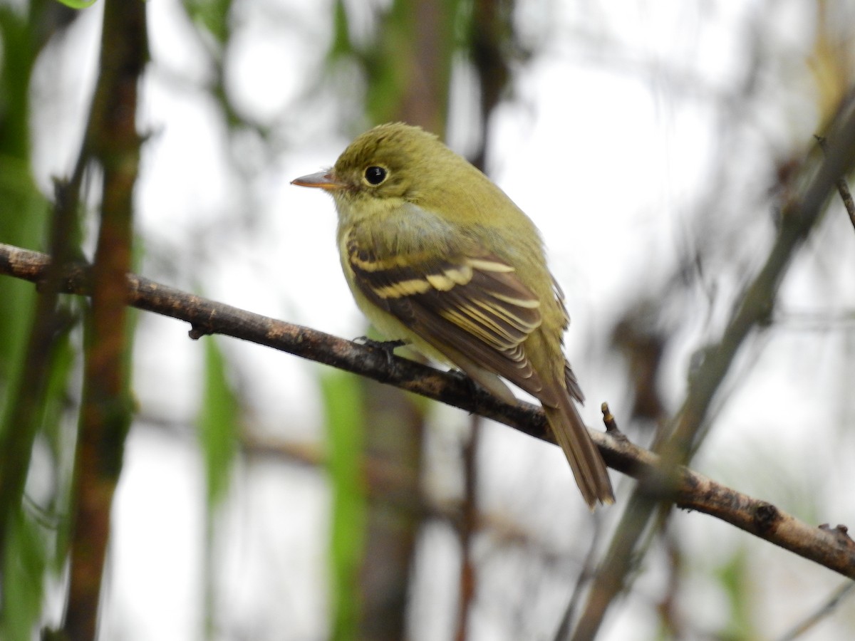 Acadian Flycatcher - ML641518724