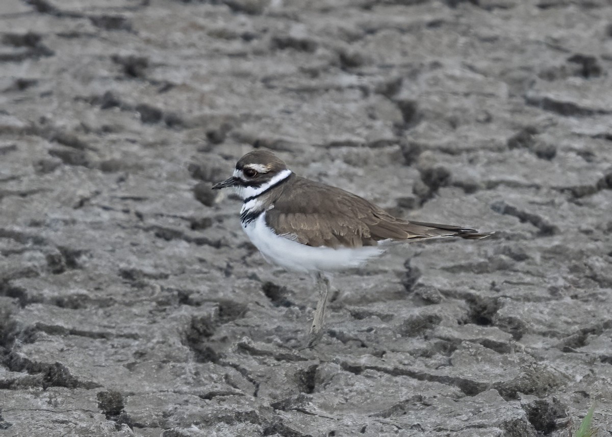 Killdeer - ML641518754