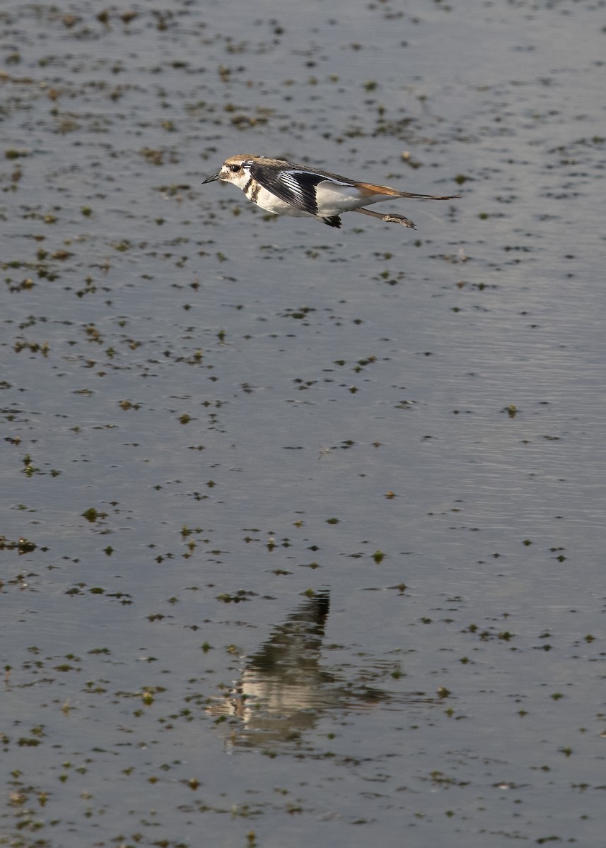Killdeer - ML641518755