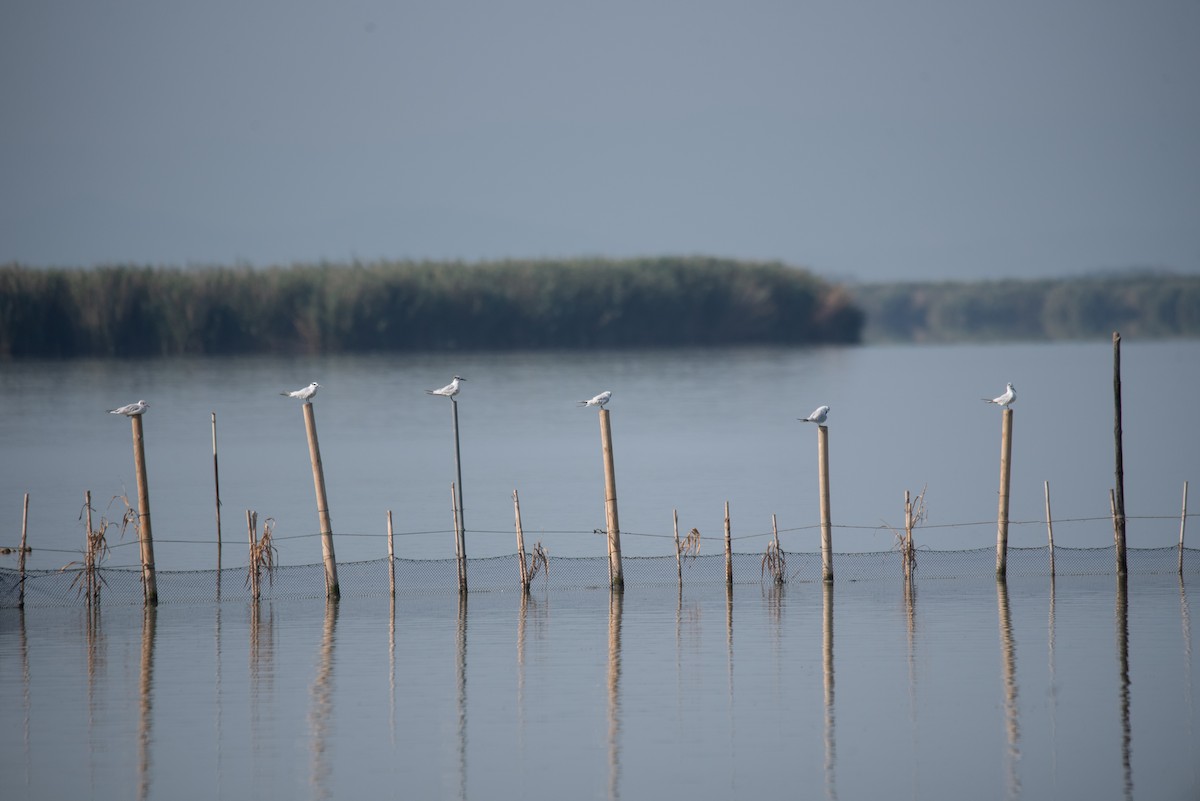 Sandwich Tern - ML641518756