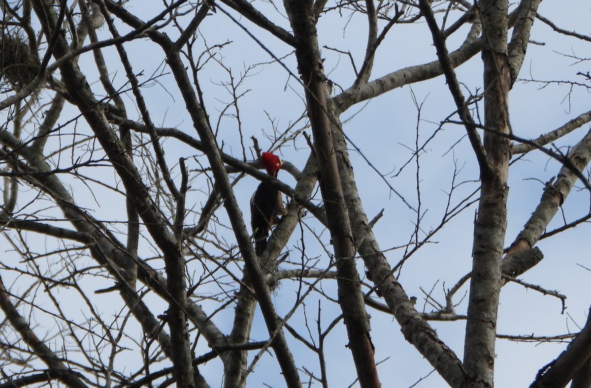 Crimson-crested Woodpecker - ML641518766