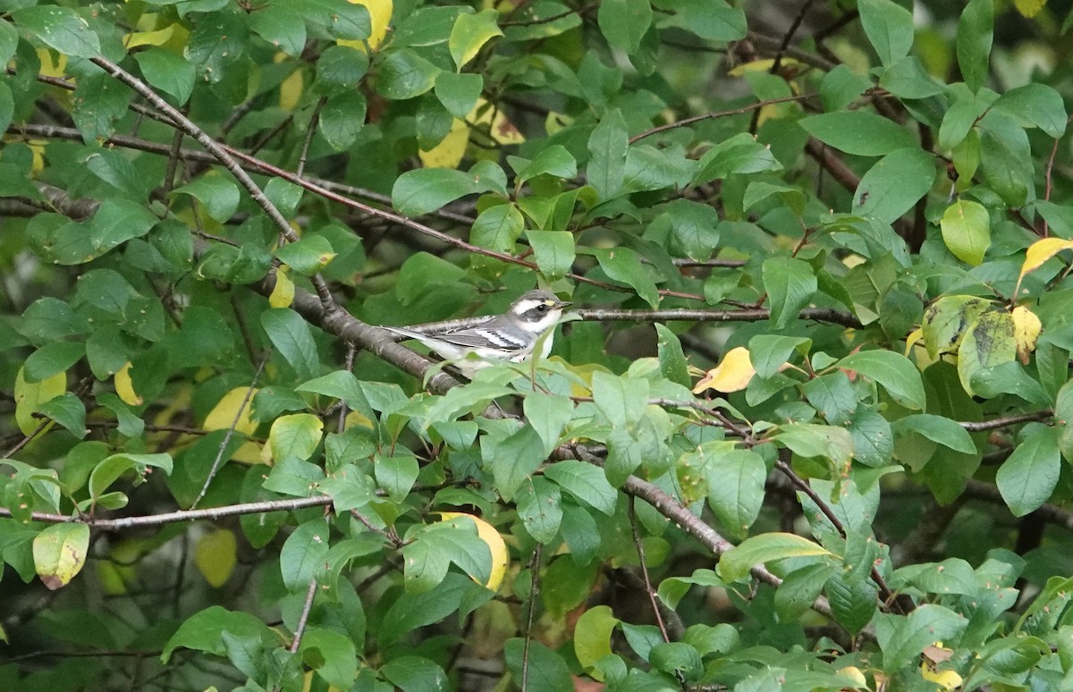 Black-throated Gray Warbler - ML641518776