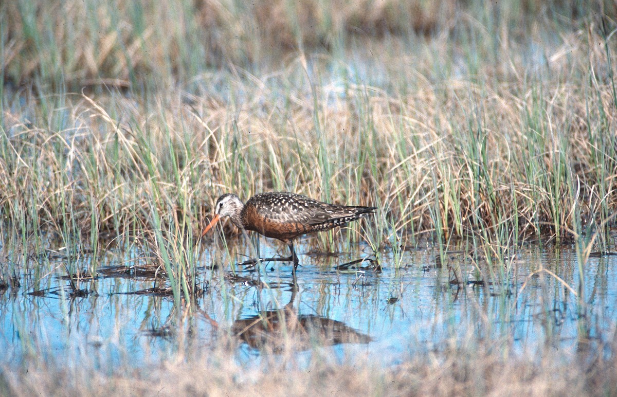 Hudsonian Godwit - ML641518793