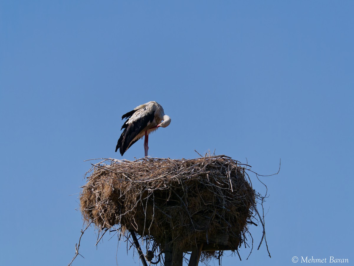 White Stork - ML641518810