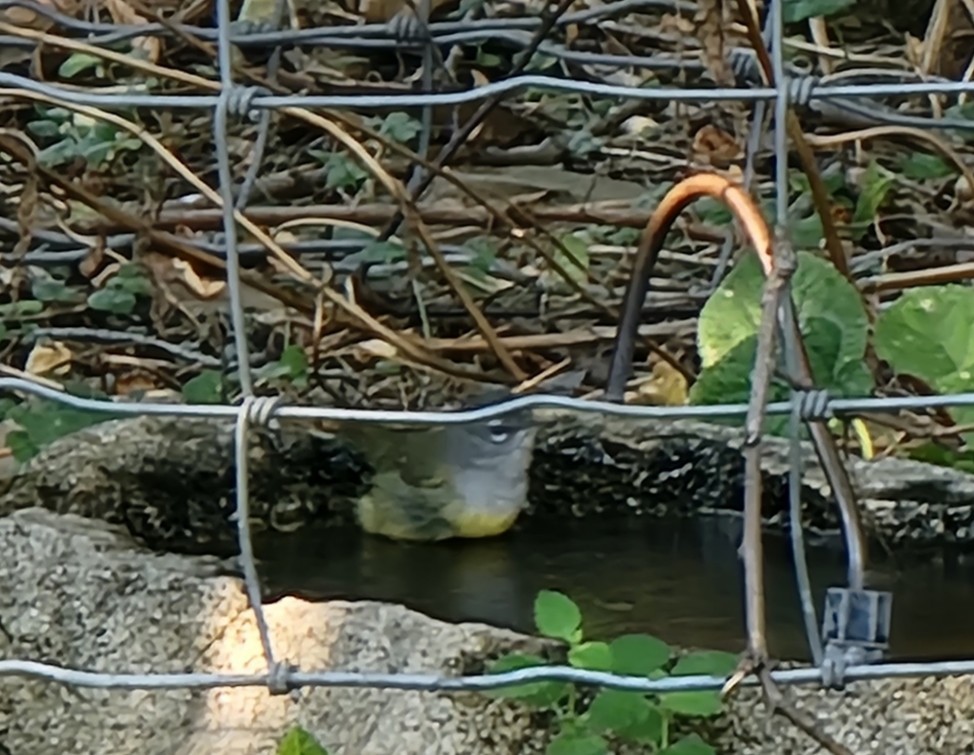 MacGillivray's Warbler - ML641518872