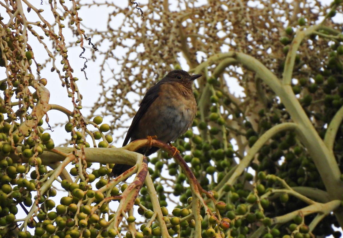 Yellow-legged Thrush - ML641518908