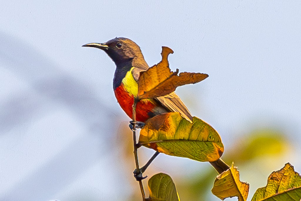 Anchieta's Sunbird - ML641518919