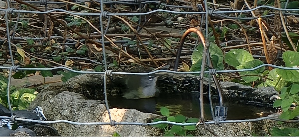 MacGillivray's Warbler - ML641518927