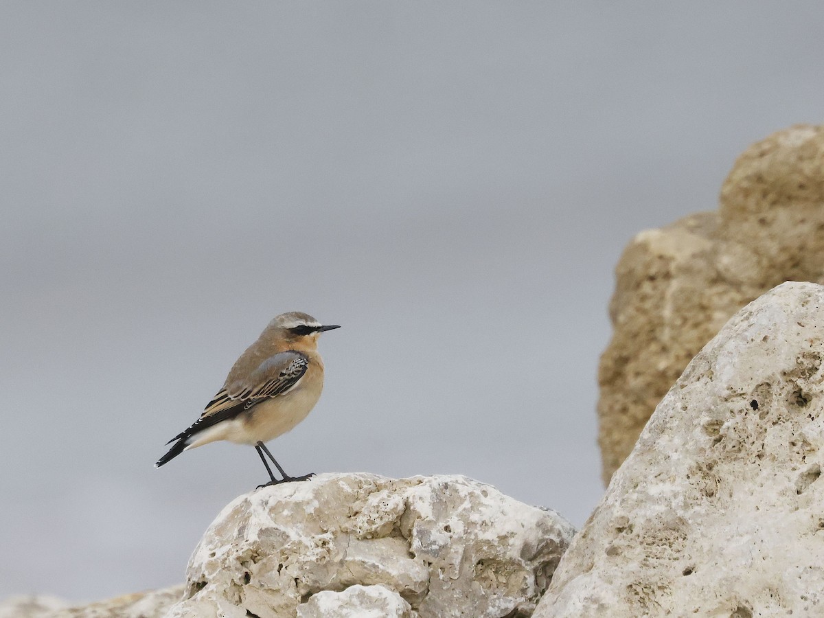 Northern Wheatear - ML641518931