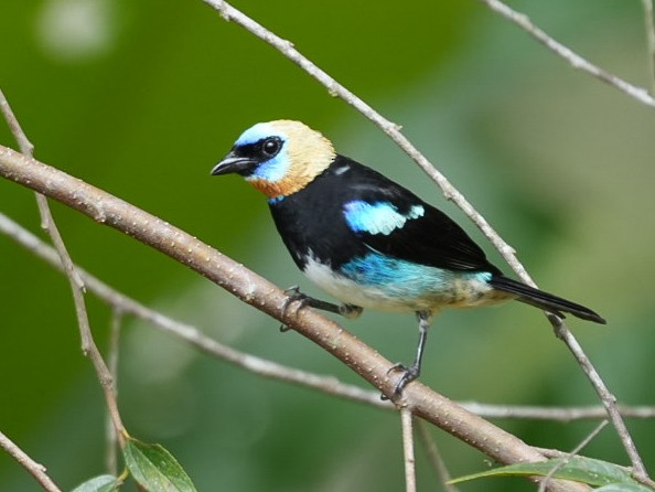 Golden-hooded Tanager - ML641518954