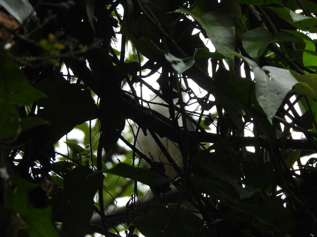 White-necked Hawk - ML641518967