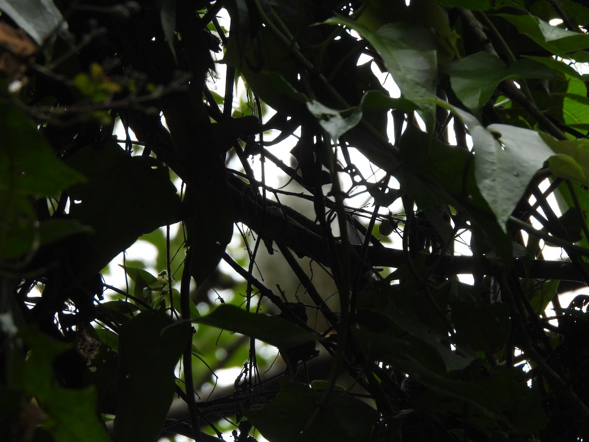 White-necked Hawk - ML641518973