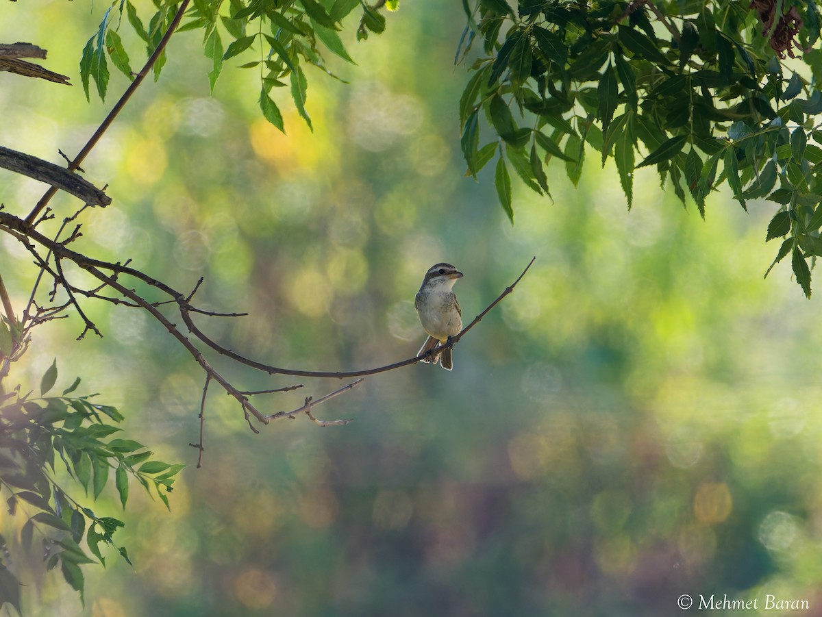 Red-backed Shrike - ML641518975