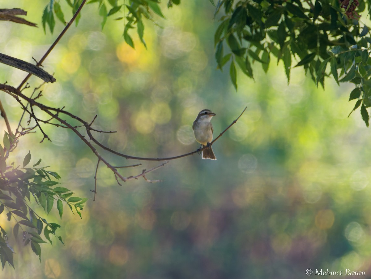 Red-backed Shrike - ML641518976