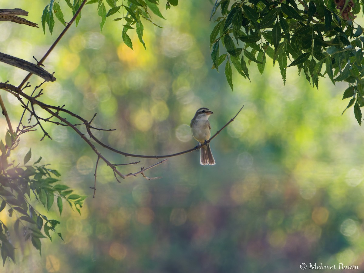 Red-backed Shrike - ML641518977