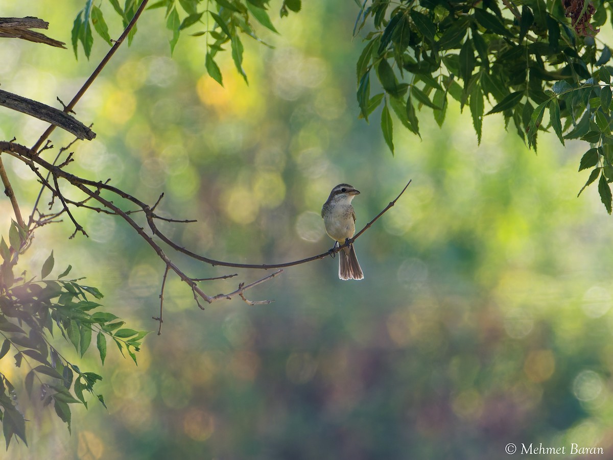 Red-backed Shrike - ML641518978