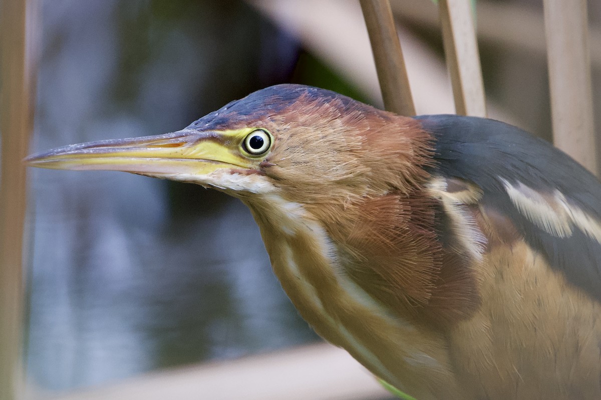 Least Bittern - ML641518980