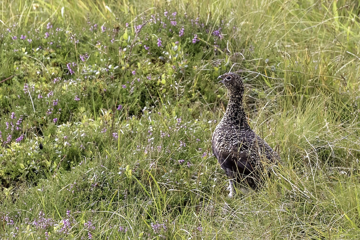 Lagopède des saules (scotica/hibernica) - ML641518990