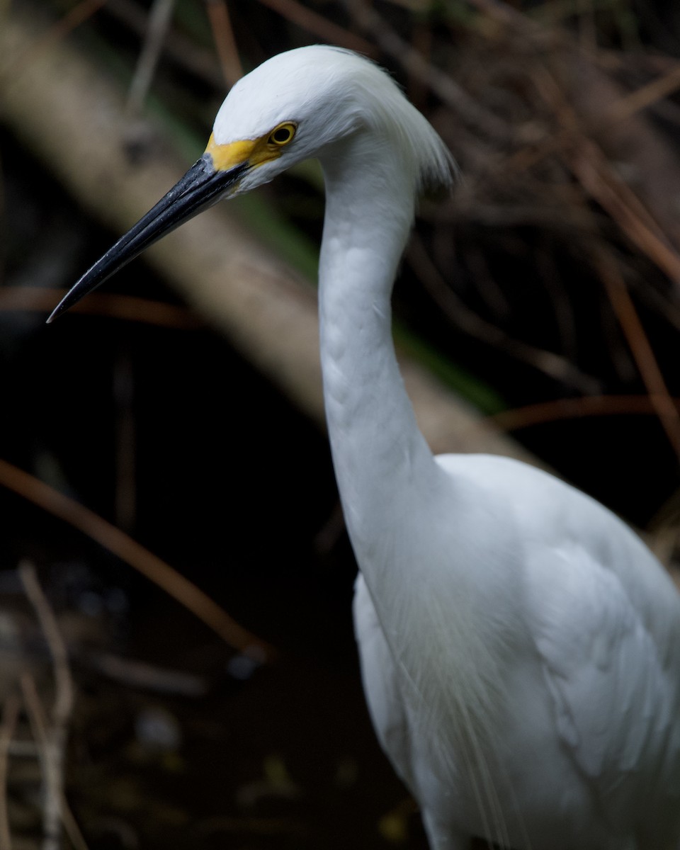 Snowy Egret - ML641518992