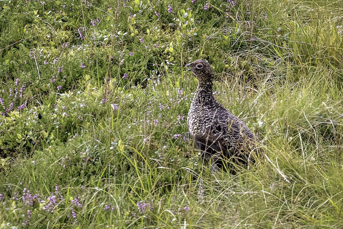 Lagopède des saules (scotica/hibernica) - ML641518994