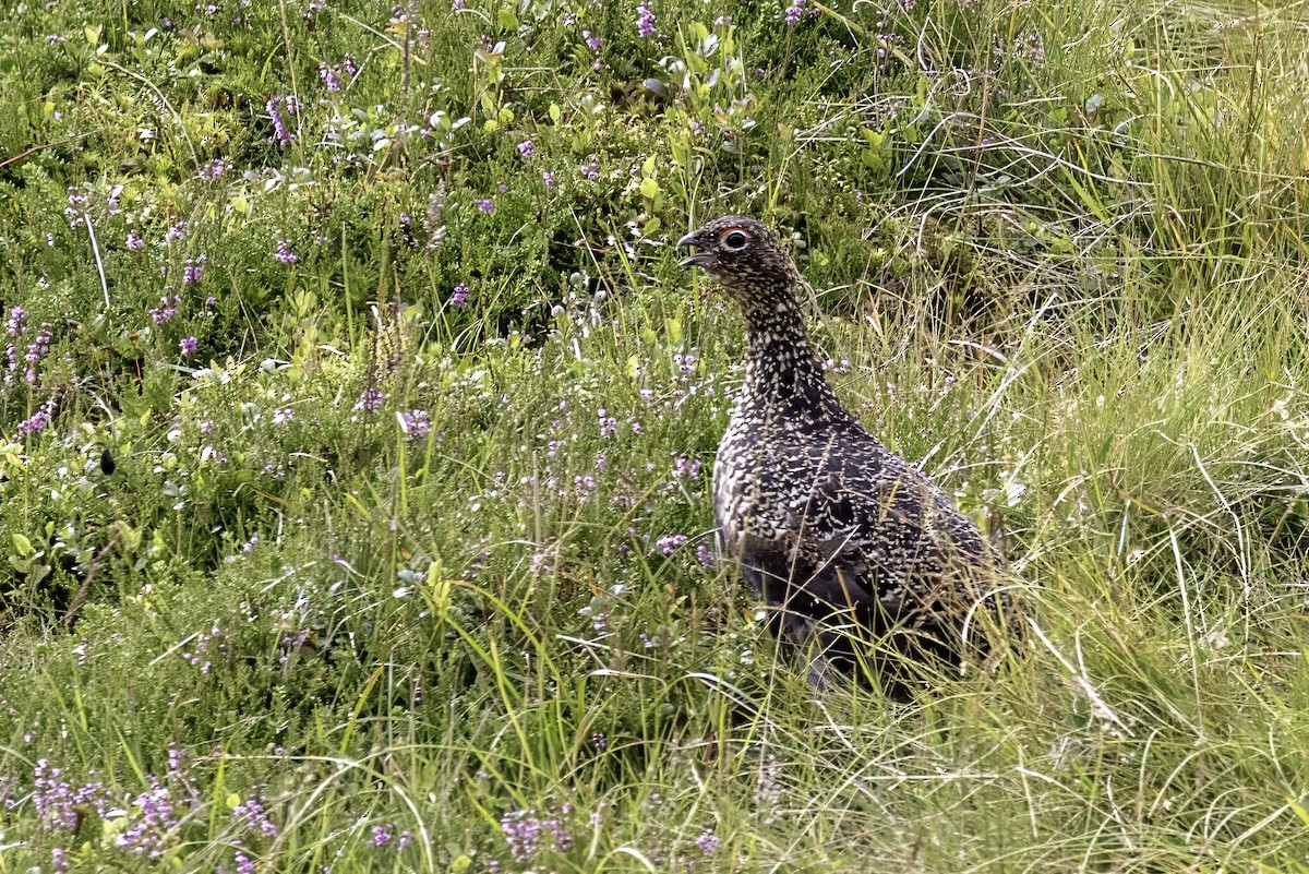Lagopède des saules (scotica/hibernica) - ML641518999