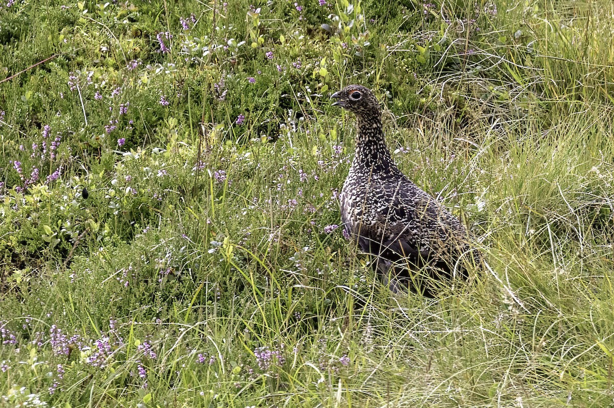 Lagopède des saules (scotica/hibernica) - ML641519003