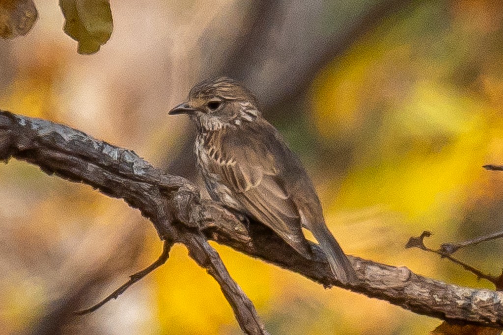 Böhm's Flycatcher - ML641519010