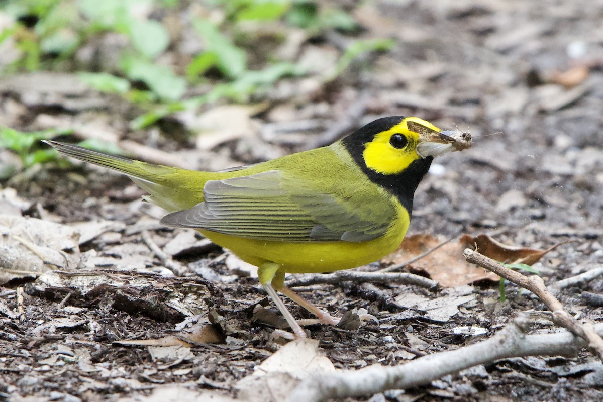 Hooded Warbler - ML641519014