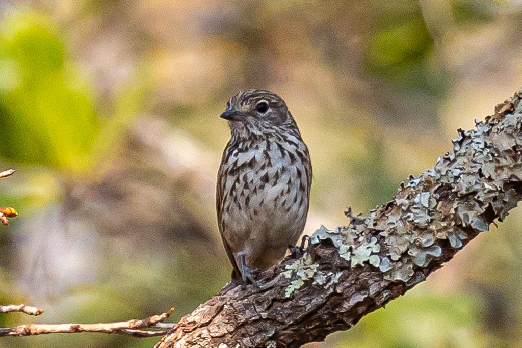 Böhm's Flycatcher - ML641519021
