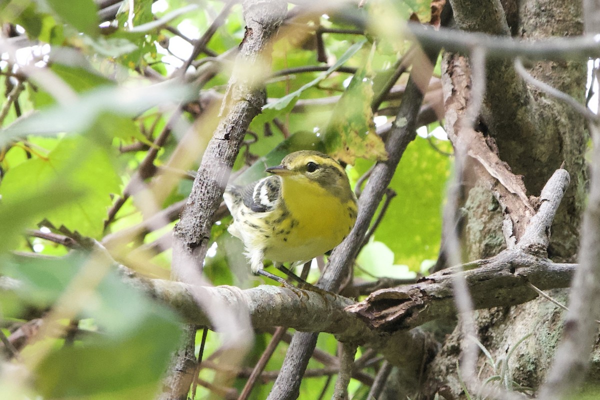 Blackburnian Warbler - ML641519024