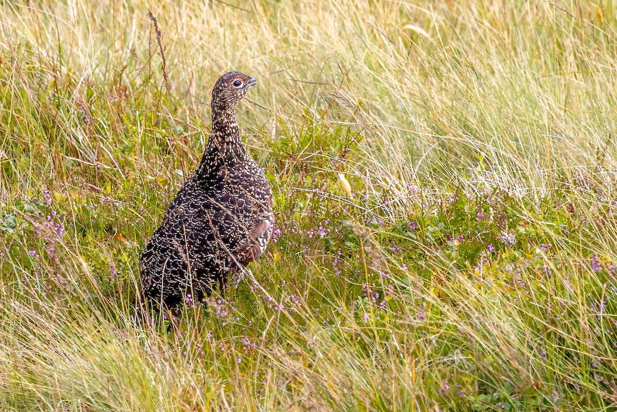 Lagopède des saules (scotica/hibernica) - ML641519036