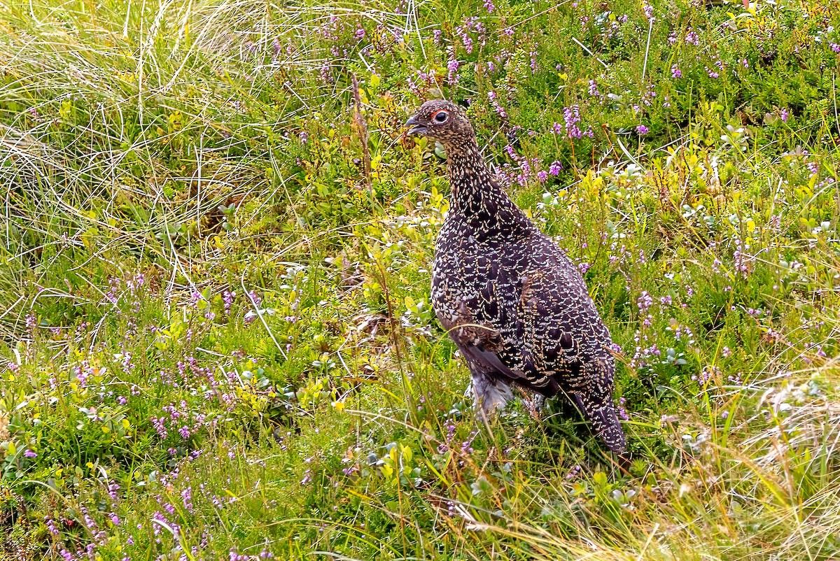 Lagopède des saules (scotica/hibernica) - ML641519039