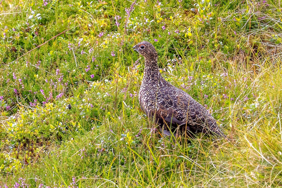 Lagopède des saules (scotica/hibernica) - ML641519041