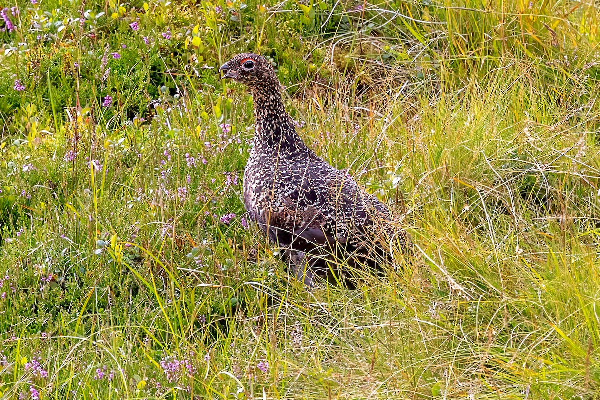 Lagopède des saules (scotica/hibernica) - ML641519045