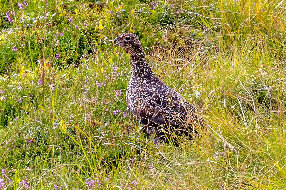Lagopède des saules (scotica/hibernica) - ML641519051