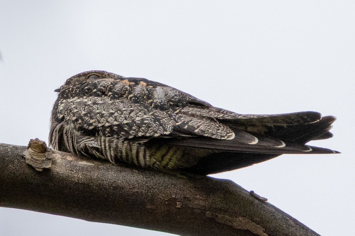Common Nighthawk - ML641519109