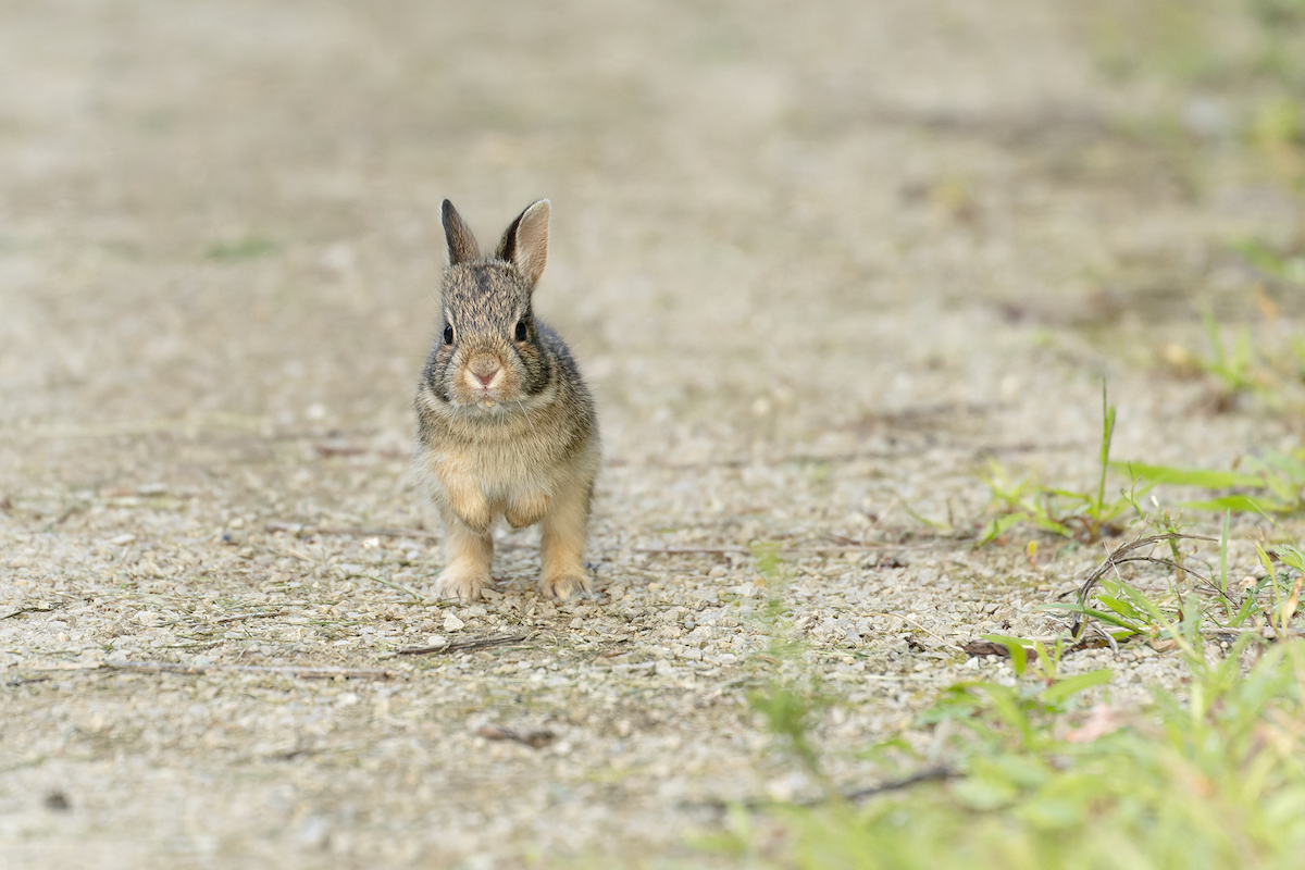 Eastern Cottontail - ML641519144
