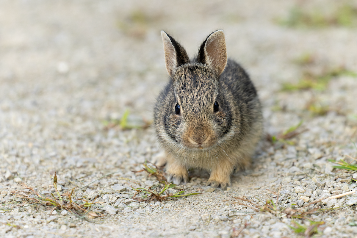 Eastern Cottontail - ML641519145