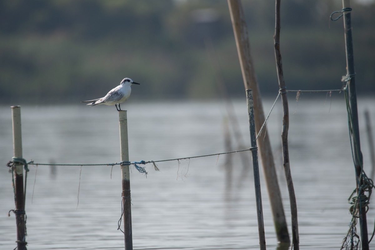 Sandwich Tern - ML641519156