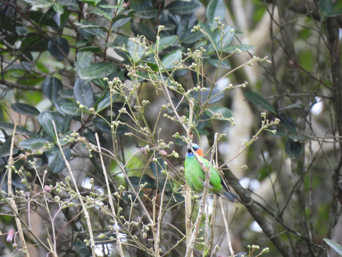 Red-necked Tanager - ML641519176