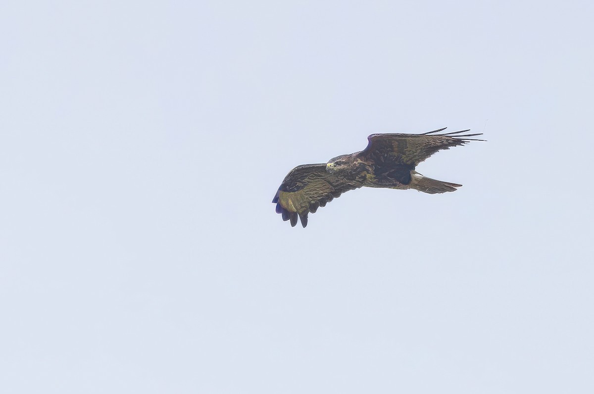 Канюк - ML641519227