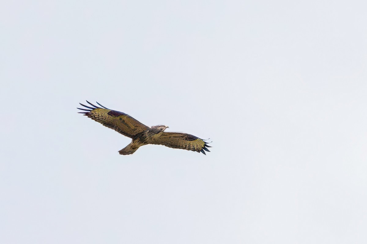 Канюк - ML641519228