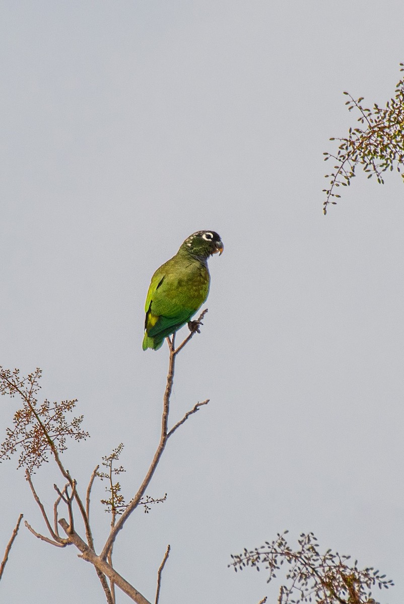 Scaly-headed Parrot - ML641519231