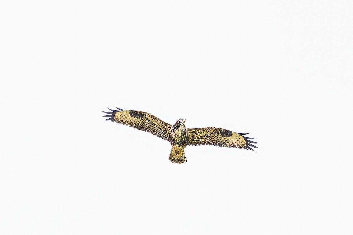 Канюк - ML641519234